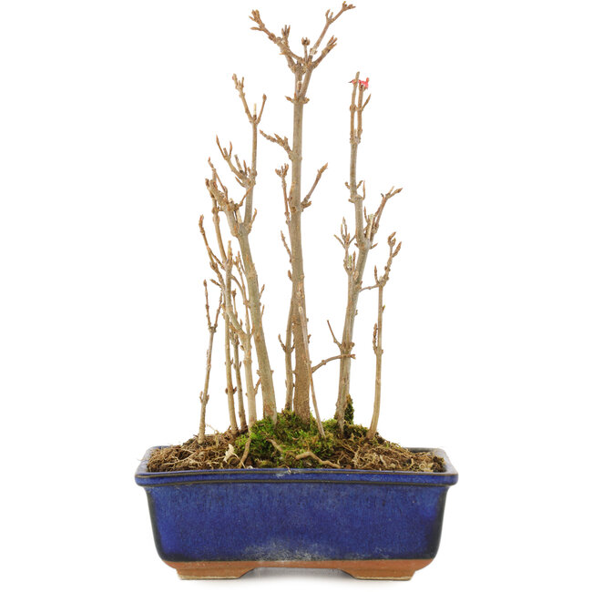 Acer buergerianum, 20 cm, ± 3 jaar oud