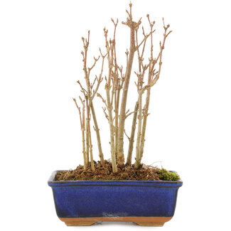 Acer buergerianum, 18 cm, ± 3 Jahre alt