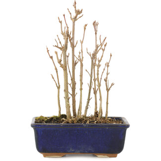 Acer buergerianum, 17 cm, ± 3 jaar oud