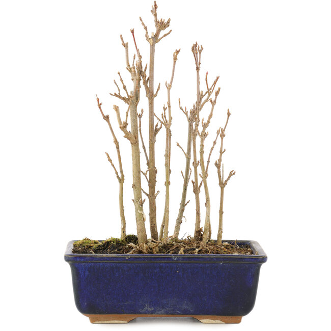 Acer buergerianum, 17 cm, ± 3 jaar oud