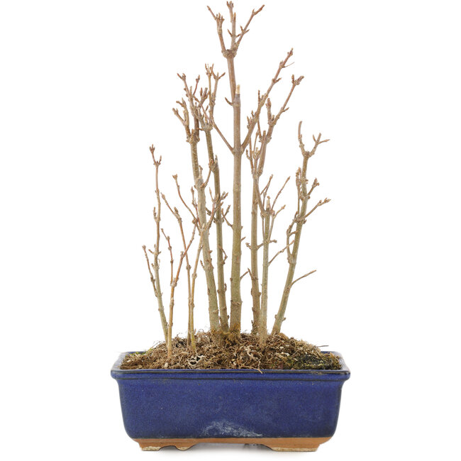 Acer buergerianum, 20,5 cm, ± 3 jaar oud