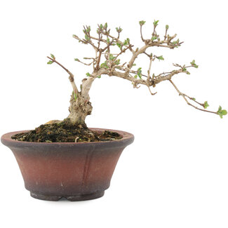 Lonicera gracilipes, 11,5 cm, ± 8 jaar oud