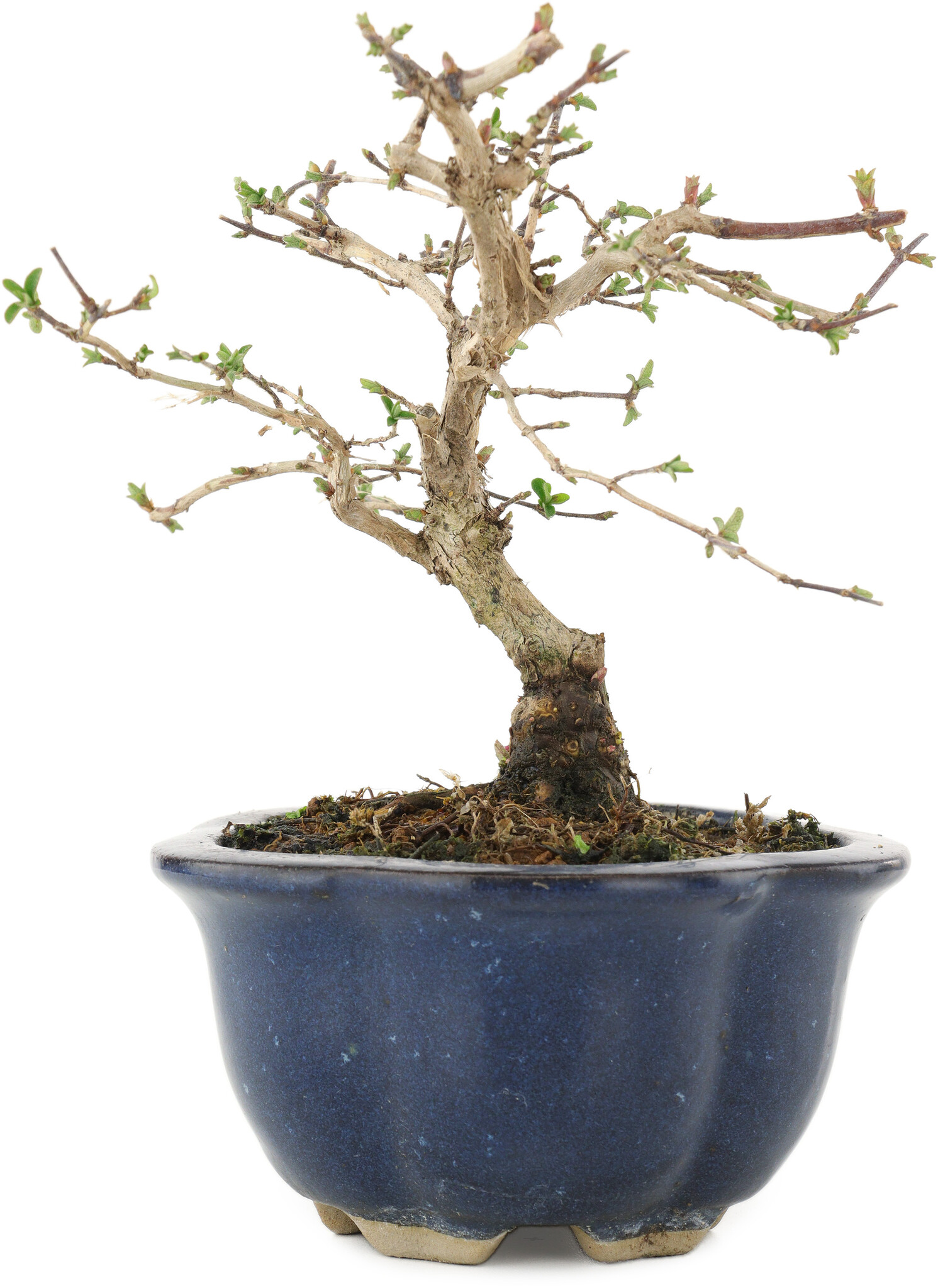 Lonicera gracilipes, 14,5 cm,  8 years old - Bonsai Plaza