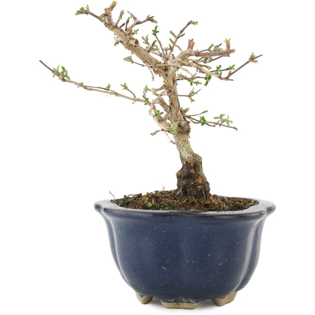 Lonicera gracilipes, 14,5 cm, ± 8 anni