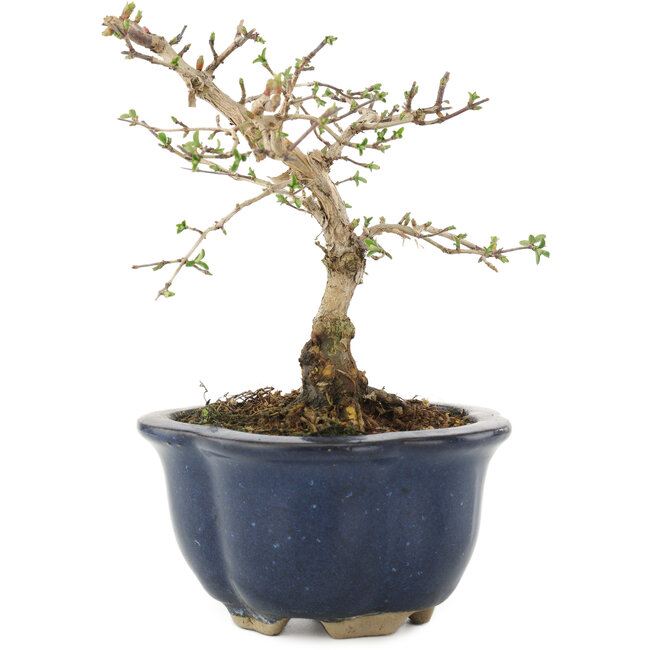 Lonicera gracilipes, 14,5 cm, ± 8 Jahre alt