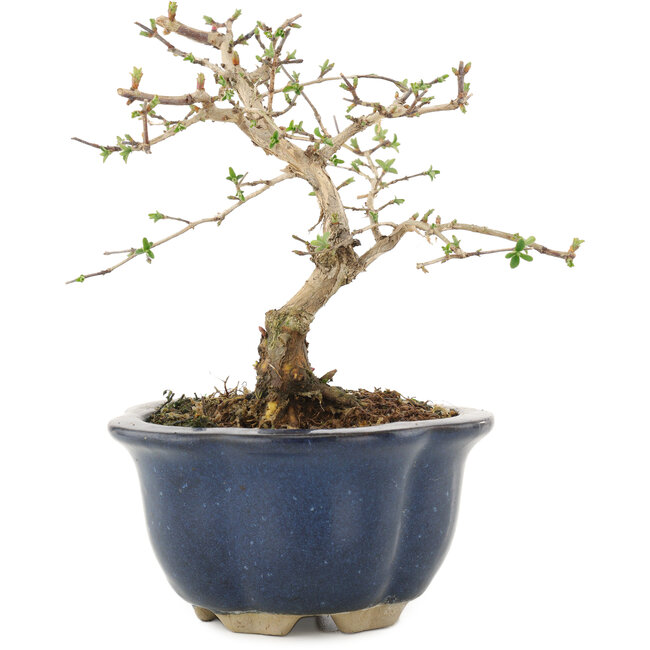 Lonicera gracilipes, 14,5 cm, ± 8 ans