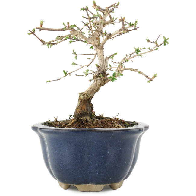 Lonicera gracilipes, 14,5 cm, ± 8 Jahre alt