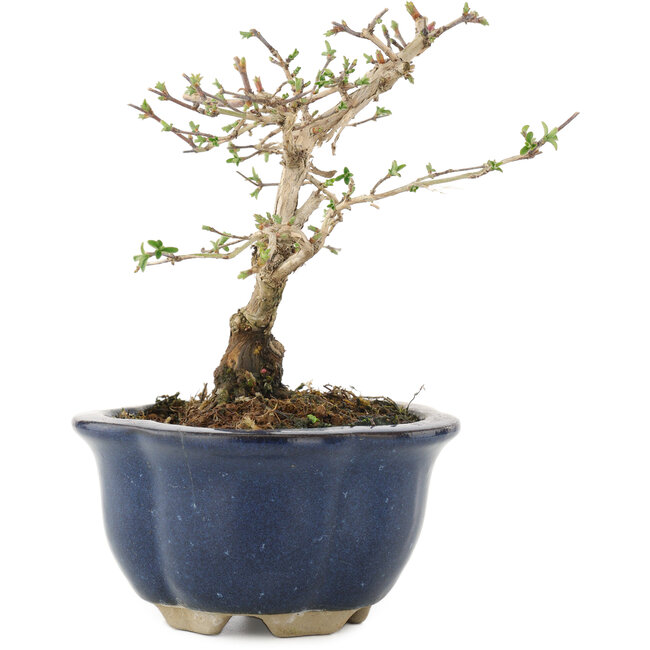 Lonicera gracilipes, 14,5 cm, ± 8 years old