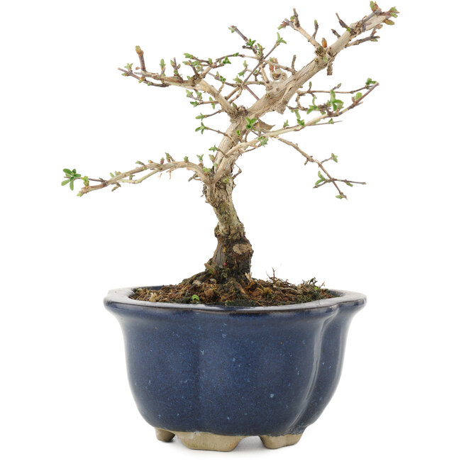 Lonicera gracilipes, 14,5 cm, ± 8 ans