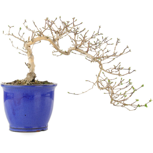 Lonicera gracilipes, 16 cm, ± 8 years old