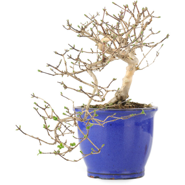 Lonicera gracilipes, 16 cm, ± 8 jaar oud
