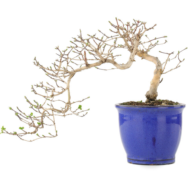 Lonicera gracilipes, 16 cm, ± 8 anni