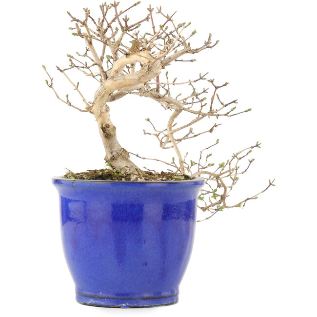 Lonicera gracilipes, 16 cm, ± 8 years old