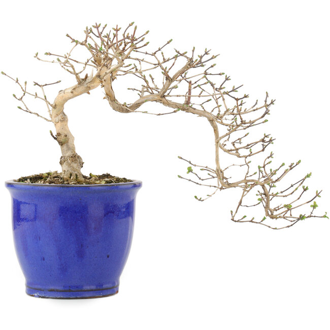 Lonicera gracilipes, 16 cm, ± 8 years old