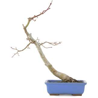 Acer palmatum, 31 cm, ± 12 jaar oud