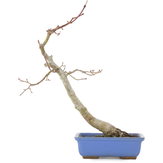 Acer palmatum, 31 cm, ± 12 jaar oud