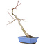 Acer palmatum, 31 cm, ± 12 anni
