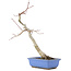 Acer palmatum, 31 cm, ± 12 jaar oud