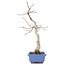 Acer palmatum, 31 cm, ± 12 anni