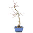 Acer palmatum, 31 cm, ± 12 Jahre alt