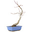 Acer palmatum, 31 cm, ± 12 jaar oud