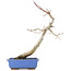 Acer palmatum, 31 cm, ± 12 jaar oud