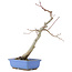 Acer palmatum, 31 cm, ± 12 jaar oud