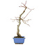 Acer palmatum, 31 cm, ± 12 jaar oud