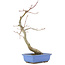 Acer palmatum, 31 cm, ± 12 anni