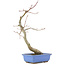 Acer palmatum, 31 cm, ± 12 años