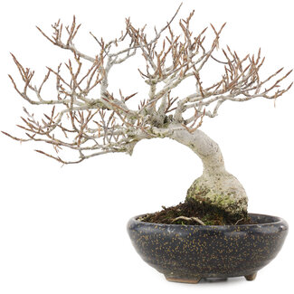 Carpinus coreana Fuji, 16,5 cm, ± 12 Jahre alt