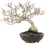 Carpinus coreana Fuji, 16,5 cm, ± 12 Jahre alt