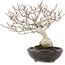 Carpinus coreana Fuji, 16,5 cm, ± 12 años