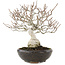 Carpinus coreana Fuji, 16,5 cm, ± 12 años