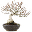 Carpinus coreana Fuji, 16,5 cm, ± 12 años