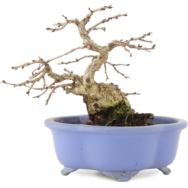 Carpinus coreana, 15 cm, ± 15 anni, in un vaso giapponese fatto a mano da Shozan