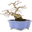 Carpinus coreana, 15 cm, ± 15 anni, in un vaso giapponese fatto a mano da Shozan