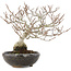 Carpinus coreana Fuji, 16,5 cm, ± 12 años