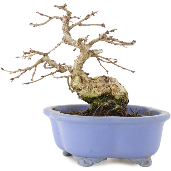 Carpinus coreana, 15 cm, ± 15 Jahre alt, in einem handgefertigten japanischen Topf von Shozan