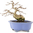 Carpinus coreana, 15 cm, ± 15 anni, in un vaso giapponese fatto a mano da Shozan