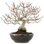 Carpinus coreana Fuji, 16,5 cm, ± 12 años