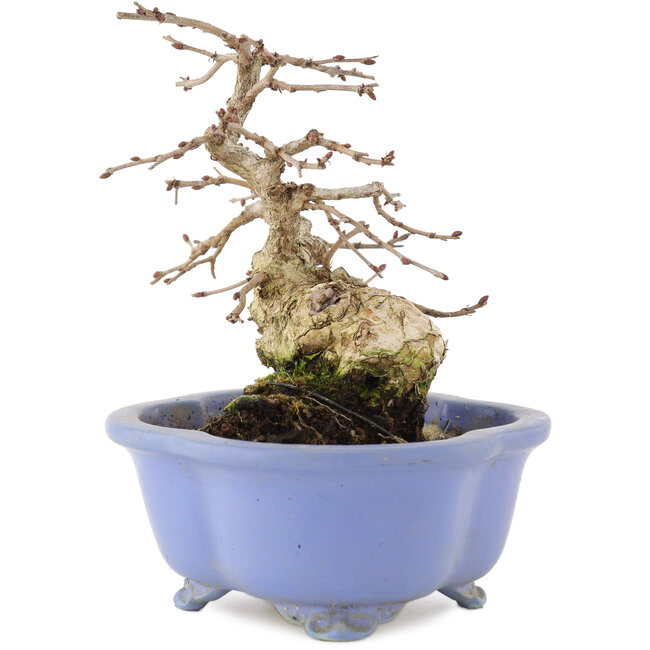Carpinus coreana, 15 cm, ± 15 anni, in un vaso giapponese fatto a mano da Shozan