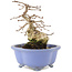 Carpinus coreana, 15 cm, ± 15 years old, in a handmade Japanese pot by Shozan