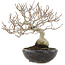 Carpinus coreana Fuji, 16,5 cm, ± 12 anni