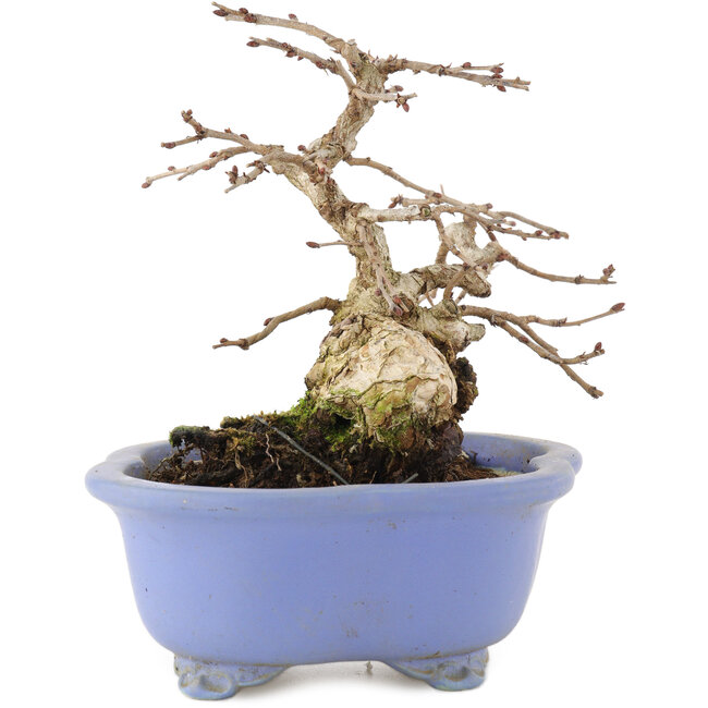 Carpinus coreana, 15 cm, ± 15 años, en maceta japonesa hecha a mano por Shozan