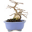 Carpinus coreana, 15 cm, ± 15 anni, in un vaso giapponese fatto a mano da Shozan