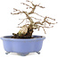 Carpinus coreana, 15 cm, ± 15 anni, in un vaso giapponese fatto a mano da Shozan