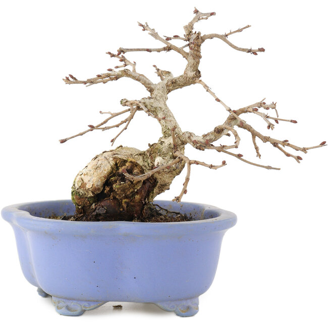 Carpinus coreana, 15 cm, ± 15 anni, in un vaso giapponese fatto a mano da Shozan