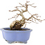 Carpinus coreana, 15 cm, ± 15 ans, dans un pot japonais fait main par Shozan