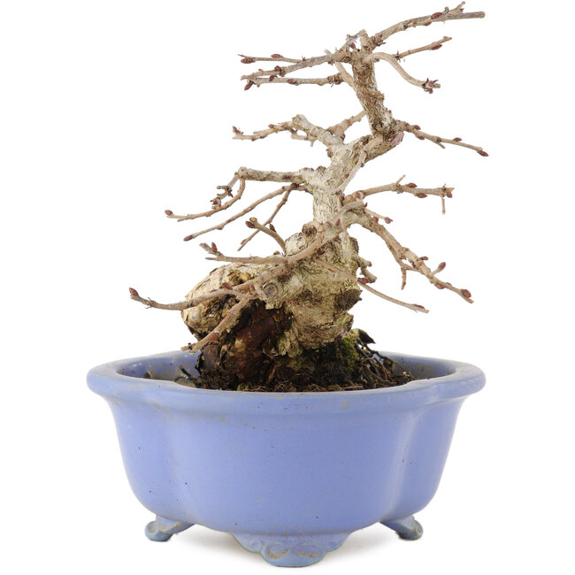 Carpinus coreana, 15 cm, ± 15 anni, in un vaso giapponese fatto a mano da Shozan